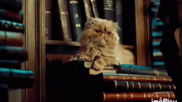 Library Cat Gif 📚
