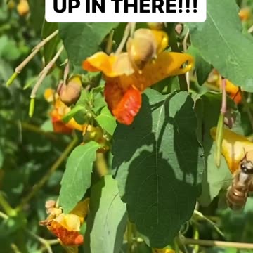 NOW THAT’S POLLINATING!