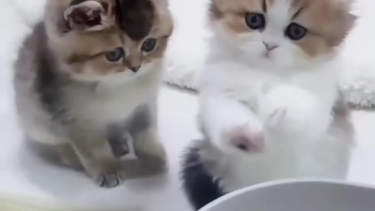 innocent cute kitten #shortvideo #shortsvideo #cute #funnyshorts #funnyvideo #funny #entertainment