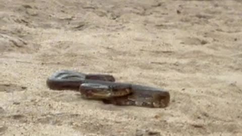 No matter who are you, don’t mess with a snake! | Animal Planet