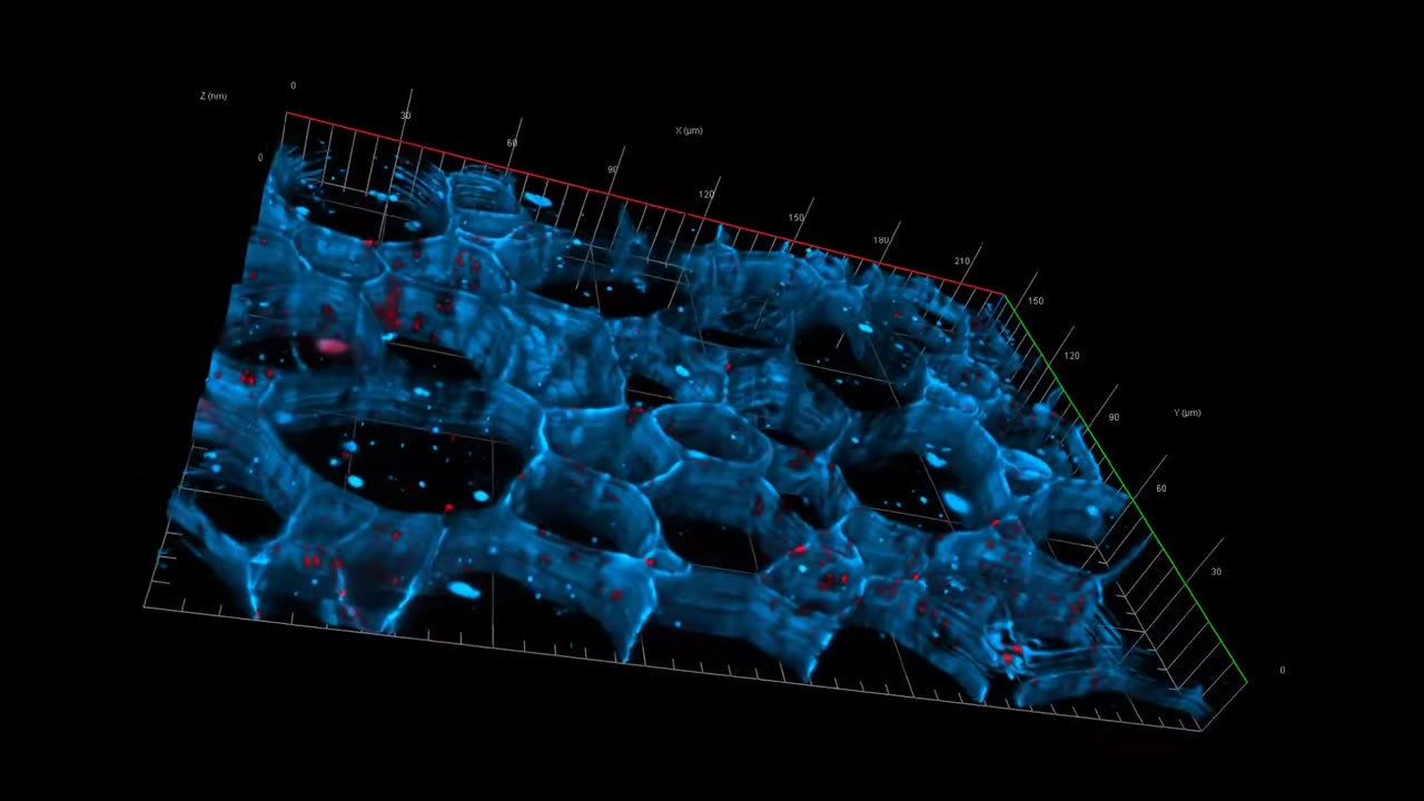 The Future of Microscopy - 3D Phase Array Tomography Scanning Electron Microscopy