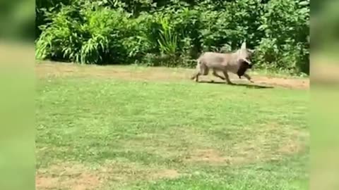 when the coyote misses the hunt