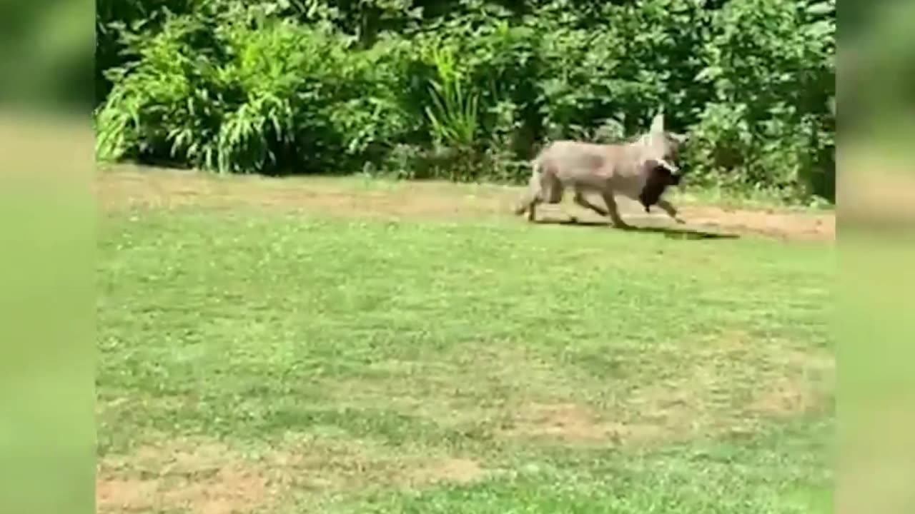 when the coyote misses the hunt