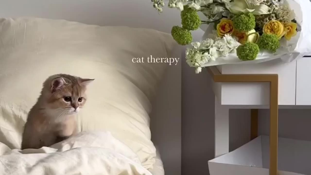 cat therapy