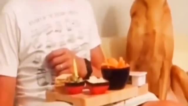 Funny dogs and cats video 🤣😅😁😁
