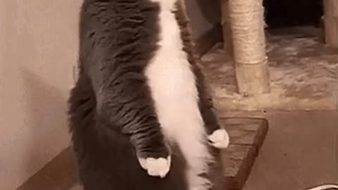 Cute Cat Gif