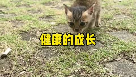 Stray cats boss weaning, today want to send people