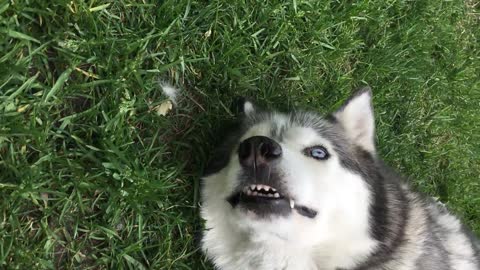 Best Bowtie Pomsky Love - Abby Husky, She is one of the best mama of Posmky Puppies!