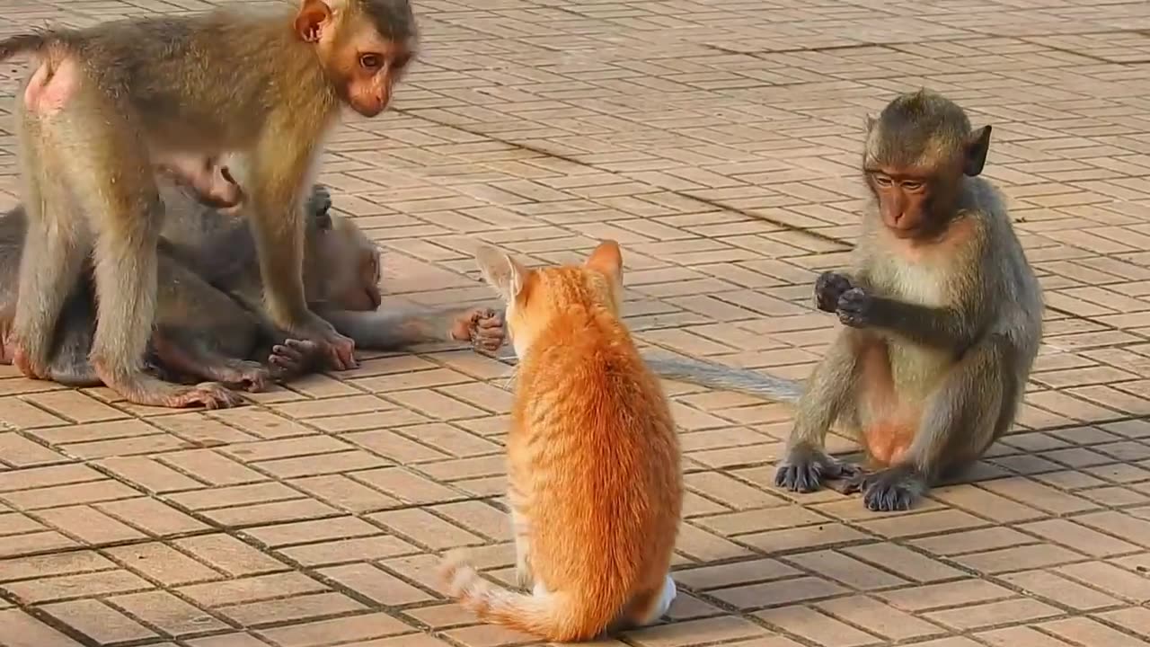 Cat dog funny video , animal funny video, monkey dog funny video