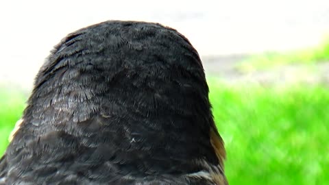 Peregrine Falcon