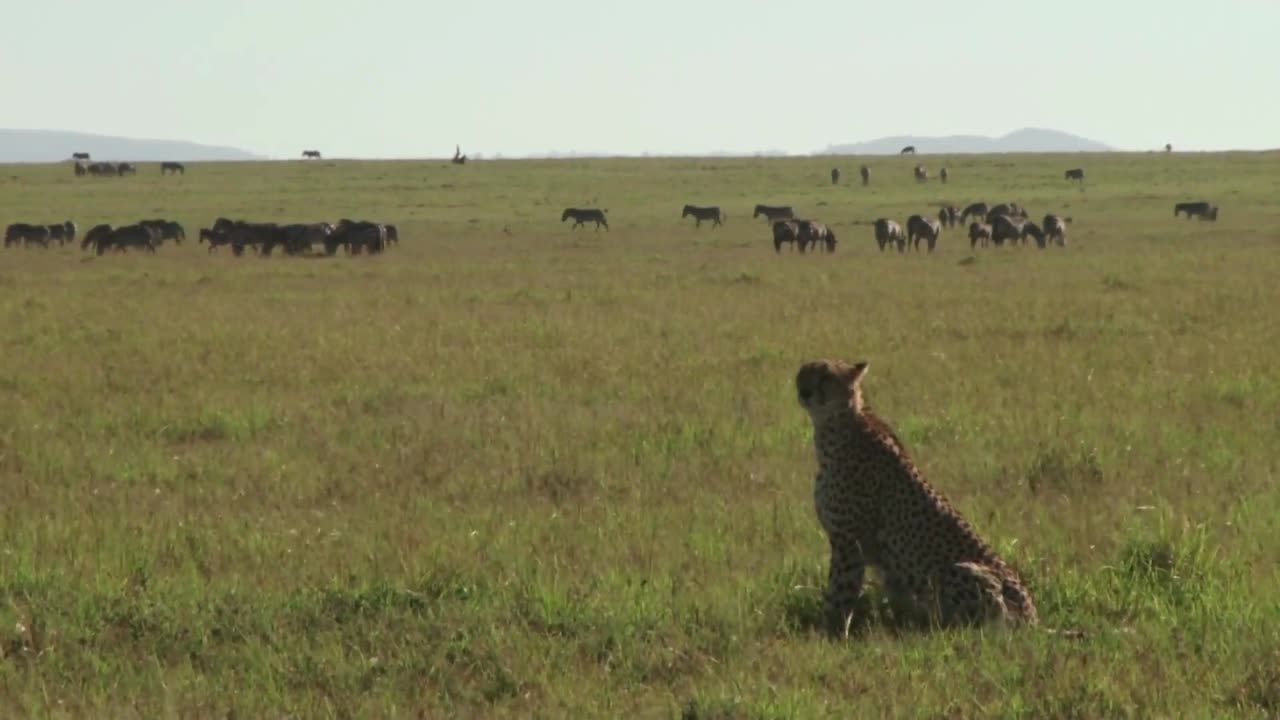 A cheetah chasing a deer.