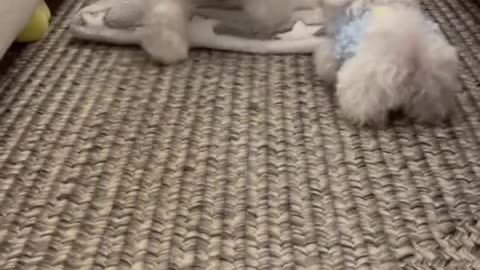 cute animals 2