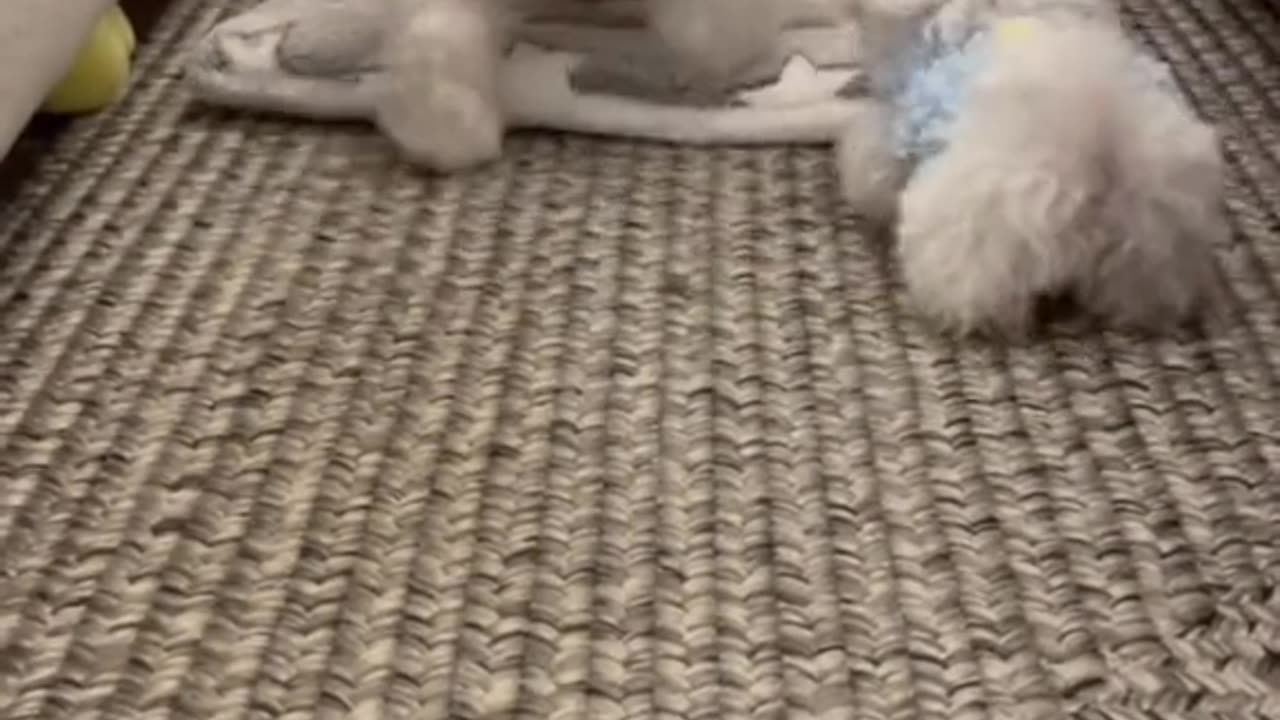 cute animals 2