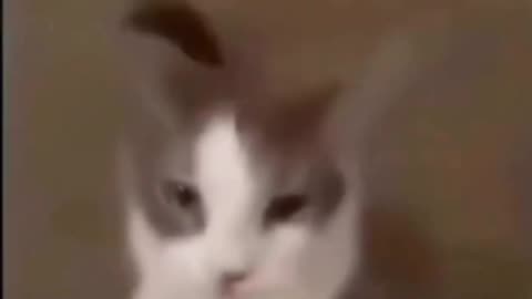 Sad cat