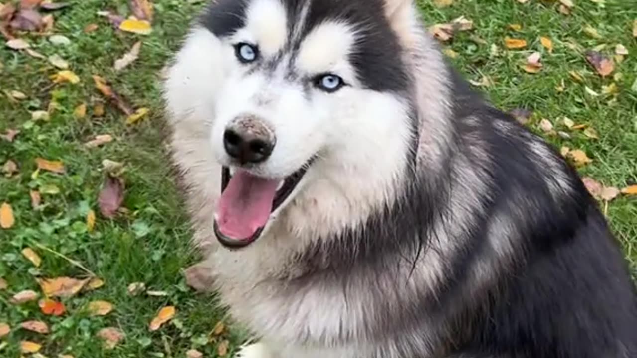 No comment 🤦‍♂️ #kexthehusky #husky #huskylife