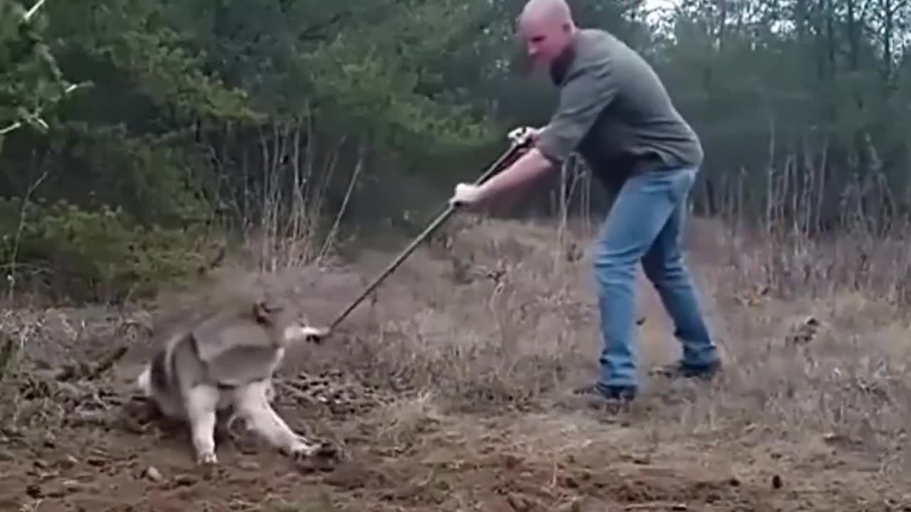 How To Help A Wolf Trapped in a Trap #shorts #shortvideo #video #virals #videoviral