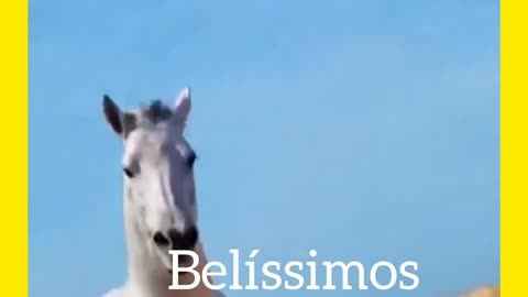 Belissimos cavalos no pastos!, tomando banho e ocorrendo.