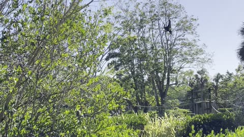 COOL BUFF CHEEKED GIBBON SOUNDS