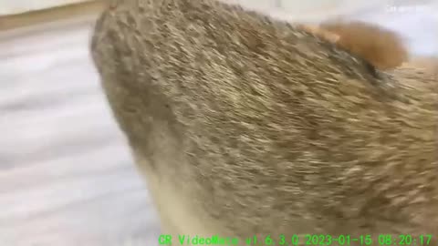 Baby kitten plays with the mom cat's tail and she calls her grandmother