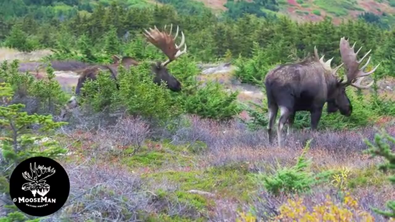 Two Big Alaska Bull Moose Fighting -Start to Finish! | MooseMan Video Photography Calendar