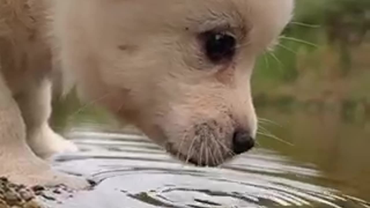 Beautiful dogs 🐶 trending video