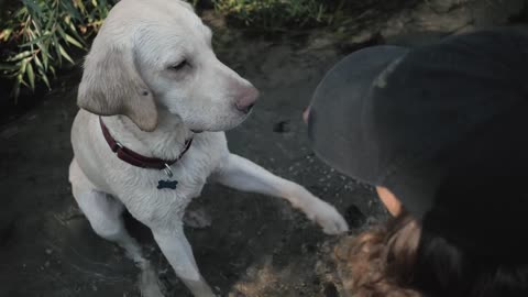 A cute dog giving the paw while sitting on a small steam