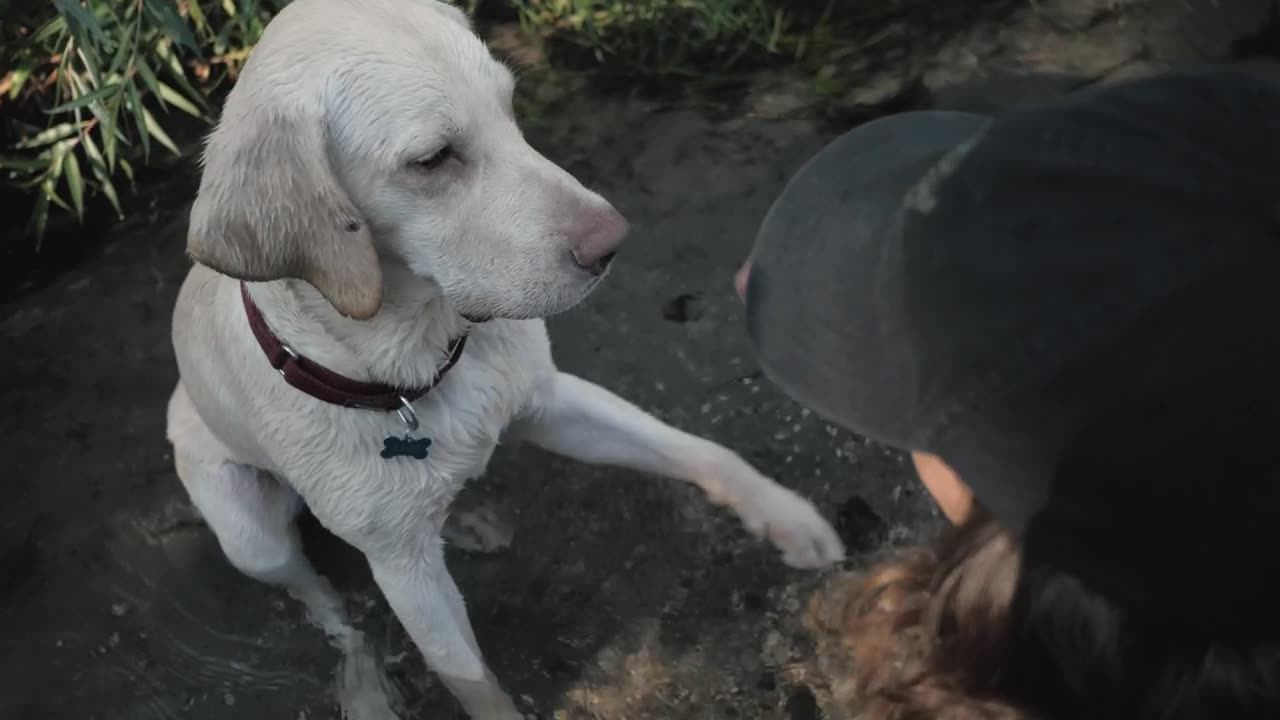 A cute dog giving the paw while sitting on a small steam
