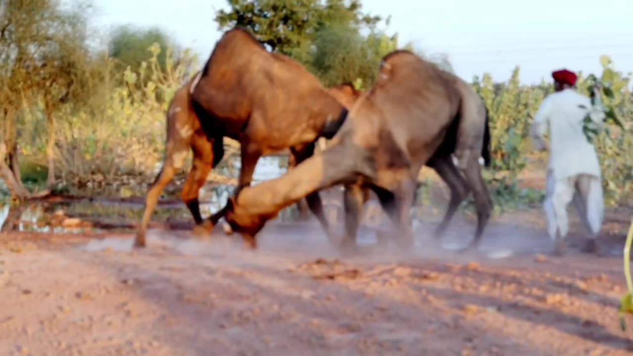 brutal camel fight
