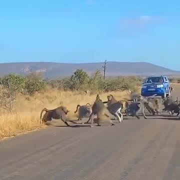 Big fight between tiger vs monkeys