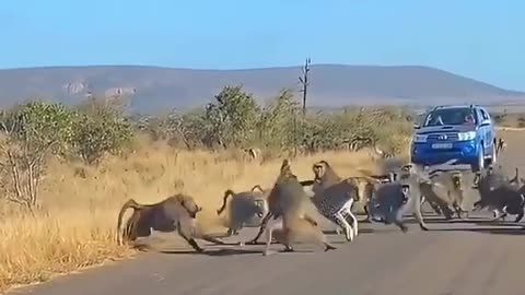 Big fight between tiger vs monkeys