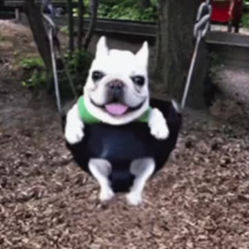 Cute Dog Gif