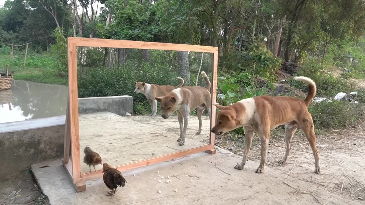 funny dog in mirror