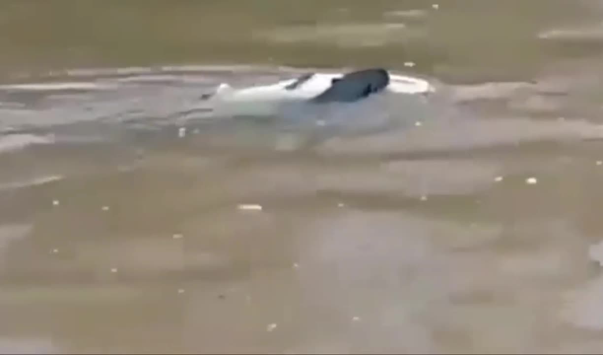 impressive giant otter attacks alligator