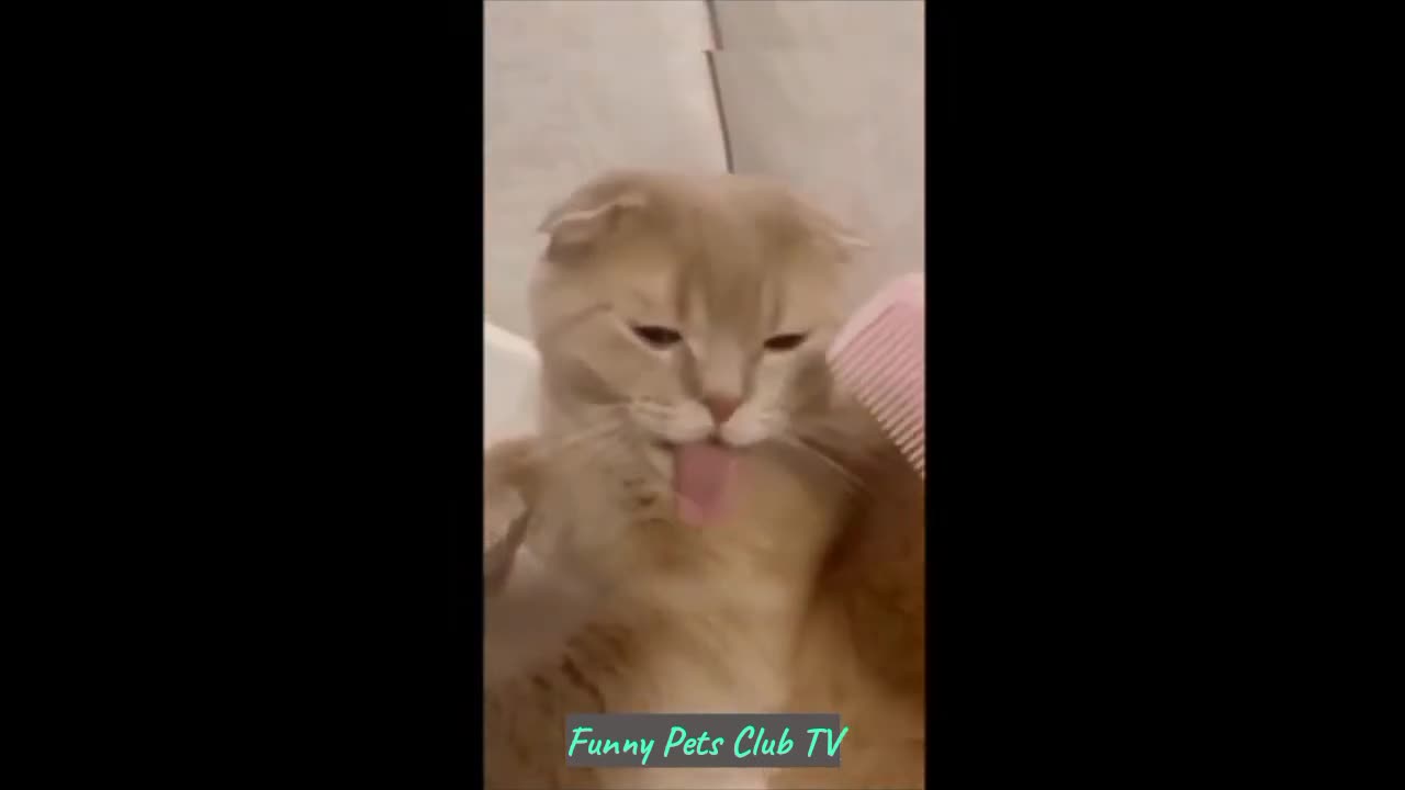 Funny Animal Videos 🤣 Funniest Cats and Dogs Videos 2024 😹🐶