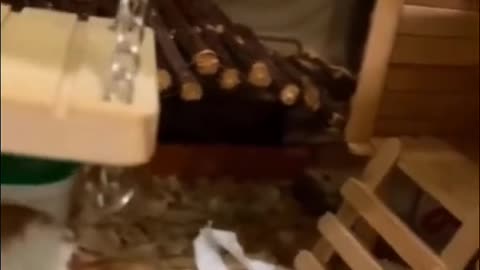 cute animal
