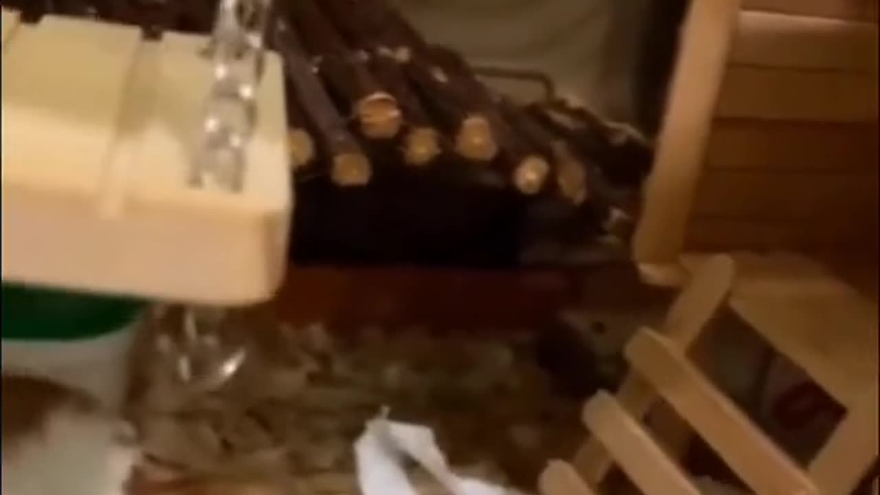 cute animal