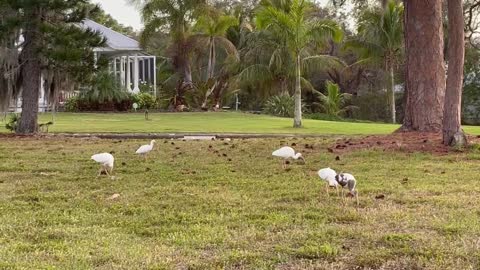 White Ibis