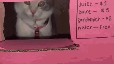 Cute Cat Gif