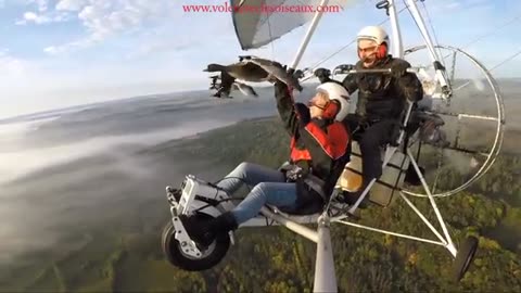 Amazing flights with birds on board of a microlight. Christian Moullec avec ses oiseaux