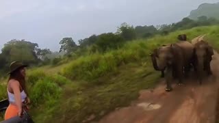 Wildlife with Elephant