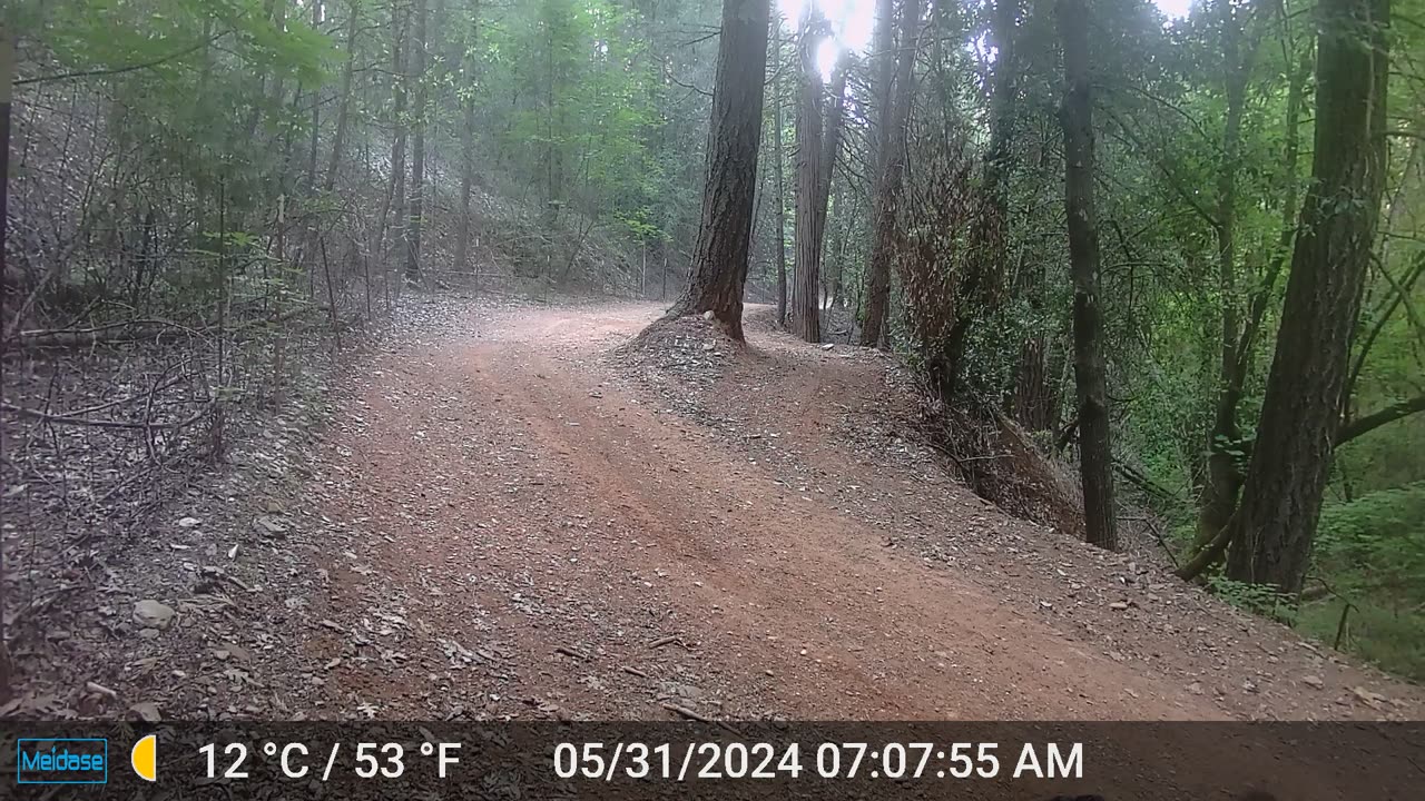 Mama Turkey and Her Chicks