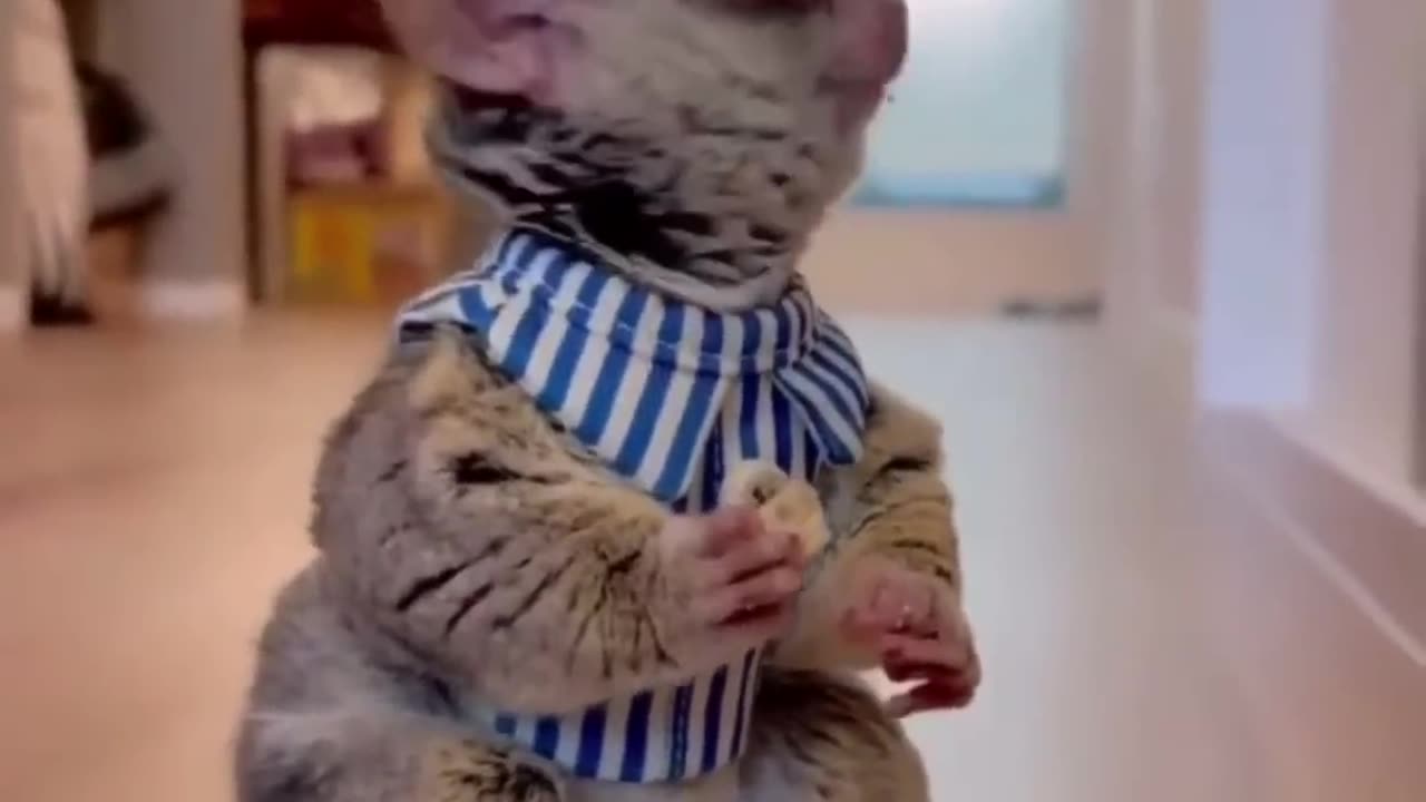 Best funny animal video of the year