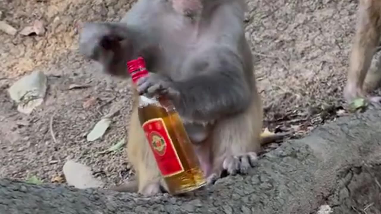 Monkey Takes It To The Head