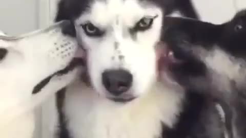 🙏❤️🎉🎉🎉🎊🎊🎊️SWEET AND FUNNY PETS SHOTS 🙏❤️❤️🎉🎉🎉🎊🎊🎊