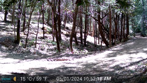 Cinnamon Bear Walking Through Mid Morning