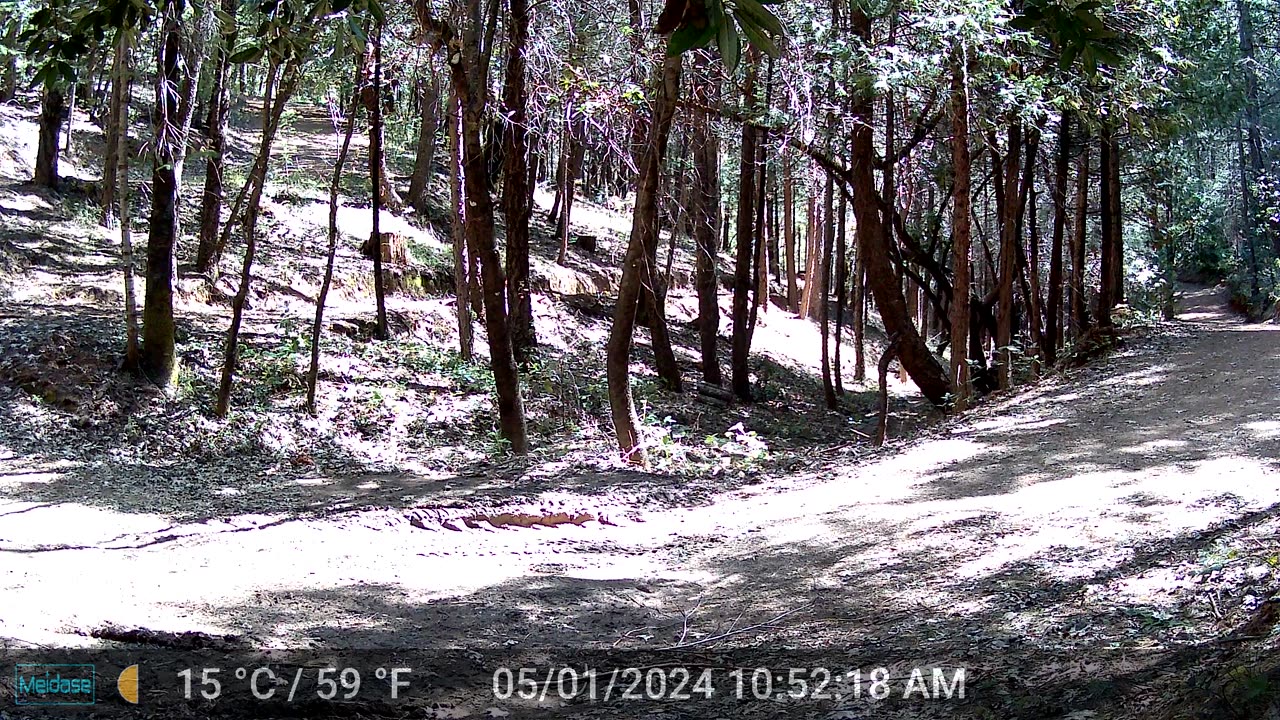 Cinnamon Bear Walking Through Mid Morning