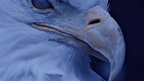 A beautiful scene of an eagle in the cold winter weather