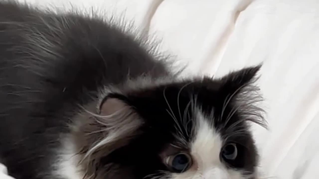 What happens to the cute kitten #catvideos