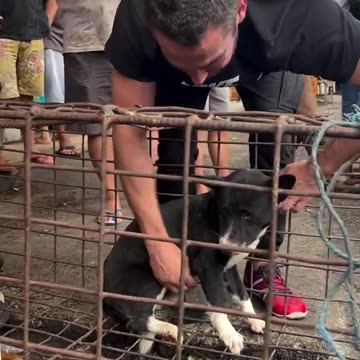 This guy spends all his money saving dogs that are up for sale at dog meat markets in Asia