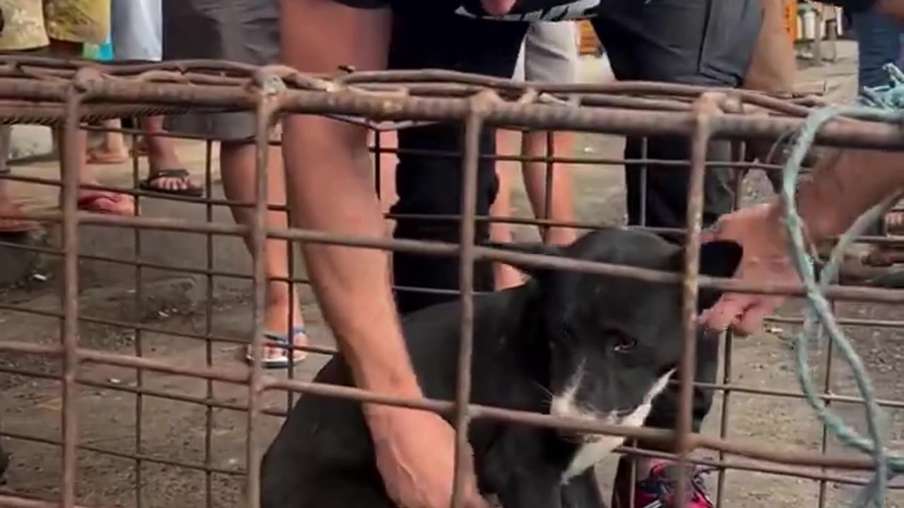 This guy spends all his money saving dogs that are up for sale at dog meat markets in Asia